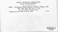 Uromyces glycyrrhizae image